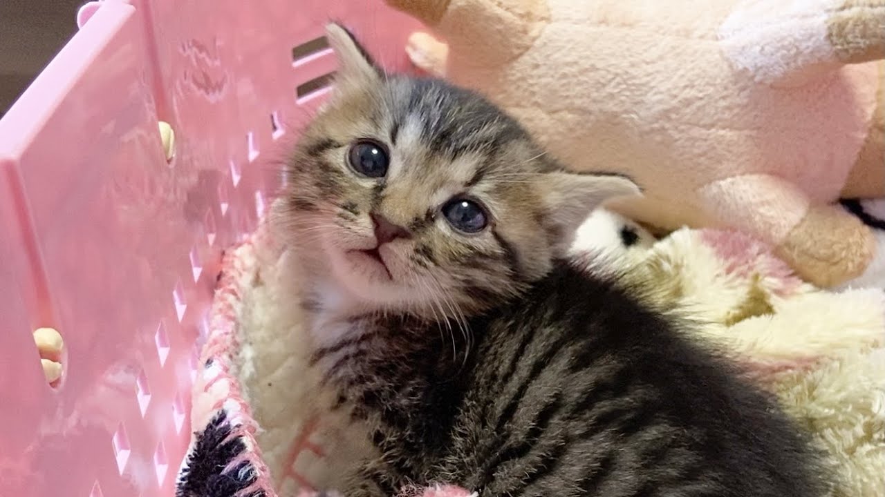 生後4週間の子猫が掃除機の音を聞いたらこうなりました Youtube