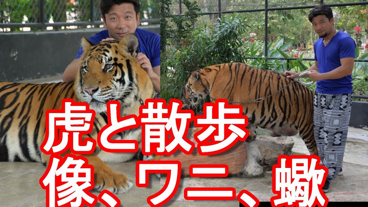 お薦め動物園 タイ パタヤ近くのシラチャータイガーズーで虎と記念撮影 虎 像 ワニ 蠍など楽しめる一大テーマパークtiger Zoo Near Pattaya In Thailand Wacoca Japan People Life Style お薦め動物園 タイ パタヤ近くのシラチャータイガーズーで虎と記念撮影 虎 像 ワニ 蠍など楽しめる一大テーマパークtiger Zoo Near Pattaya In Thailand Wacoca Japan People Life Style