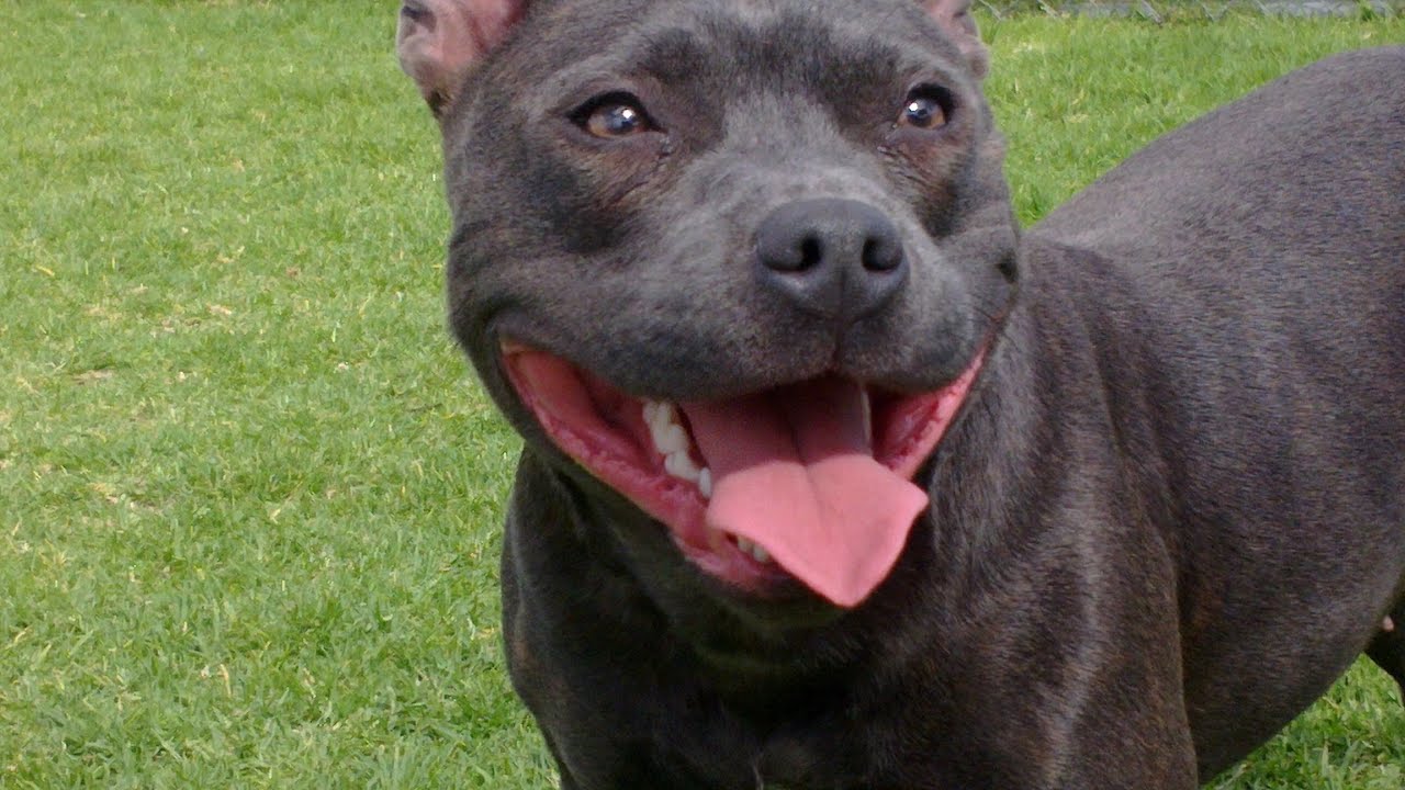 Zara & Molly Staffordshire terriers Playing at Spotswood Aqis