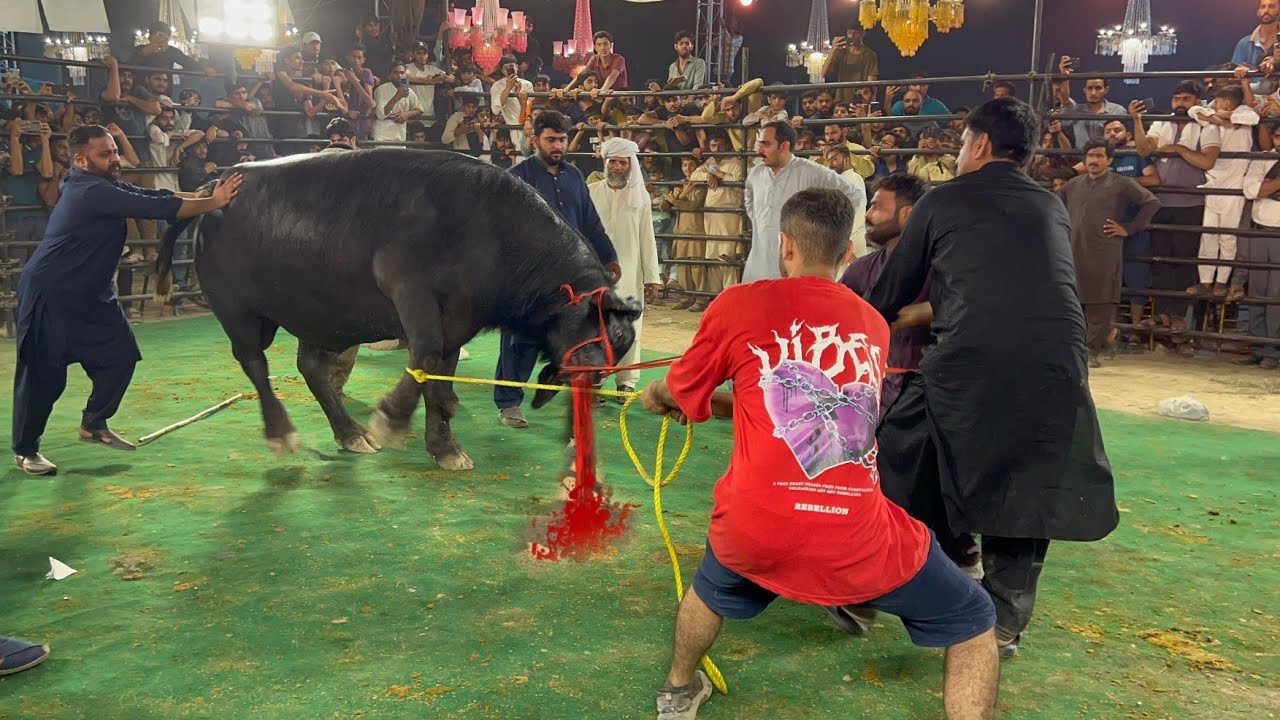 Buffalo Bull out of control in Heavyweight Bulls Show Qurbani 2025 ...