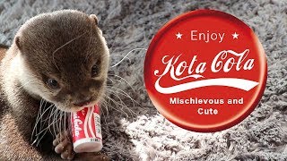 カワウソ  コタロー　コーラ飲みたい 【Kotaro the Otter】 I Want Coke