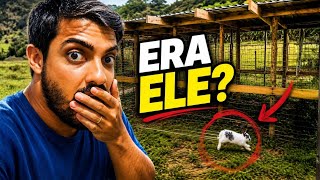 Encontrei o oitavo coelho enquanto fazia o galinheiro