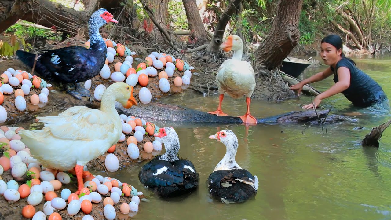 survival in forest - Catch Goose egg and Duck at river - Cooking Goose egg and Duck Eating delicious
