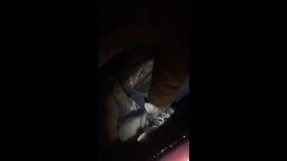 Wild Ideas  Cat fight 1