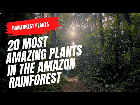 וִידֵאוֹ: אילו צמחים נמצאים בביום יער הגשם הטרופי?