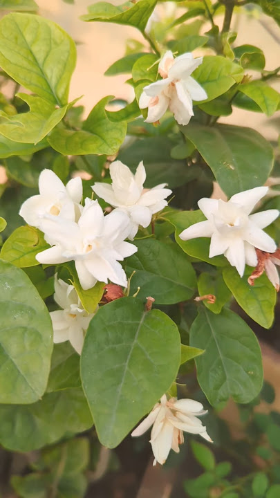 terrace garden update organic garden #mogra plant #medicinal plants # gardening ideas