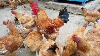 Our Kenbro Are Doing Great The Power Of Poultry Microbes