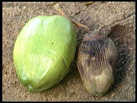 Control of Coconut Eriophyid mite