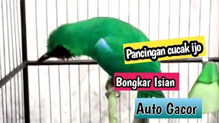 Pancingan Ampuh Buat Merangsang Cucak Ijo yang Susah Bongkar Isian
