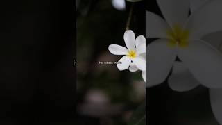 O Maahi ❤️ | Arijit Singh | Dunki | Lyrics Status ✨ #shorts