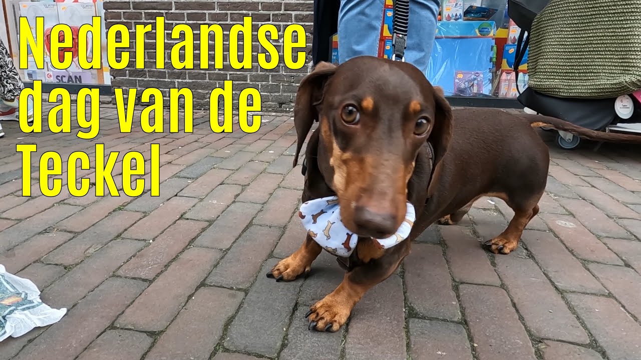 Nederlandse dag van de teckel 2023 Zoetermeer part 2 YouTube Nederlandse dag van de teckel 2023 Zoetermeer part 2 YouTube