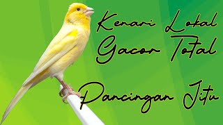 KENARI LOKAL GACOR TOTAL, TEMBAKAN PEDAS PANCINGAN AMPUH SEMUA KENARI LANGSUNG IKUTAN GACOR #kenari