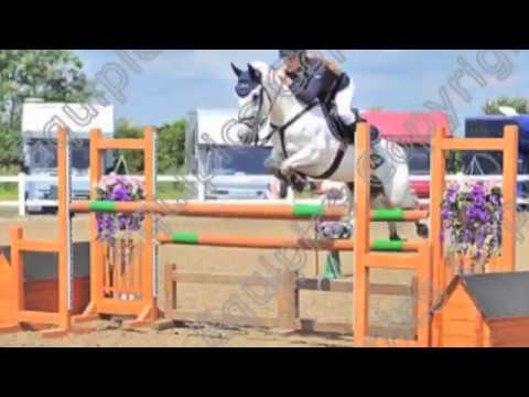 148 Talented BSJA Pony For Sale