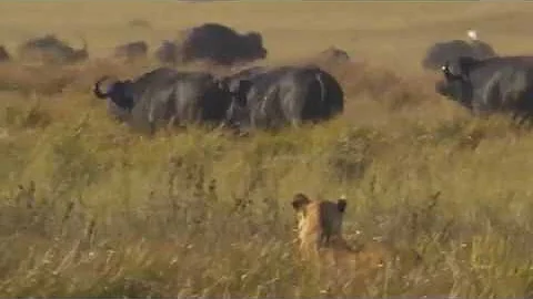 HD Male Leopard Vs Lions, Interspecies interaction in Wild