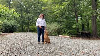 Golden Retriever Puppy Training Advance NC - Maggie by JimHodgesDogTraining 236 views 6 months ago 9 minutes, 59 seconds