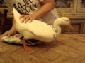 Dino Ducky Diapers: How to dress your duck.