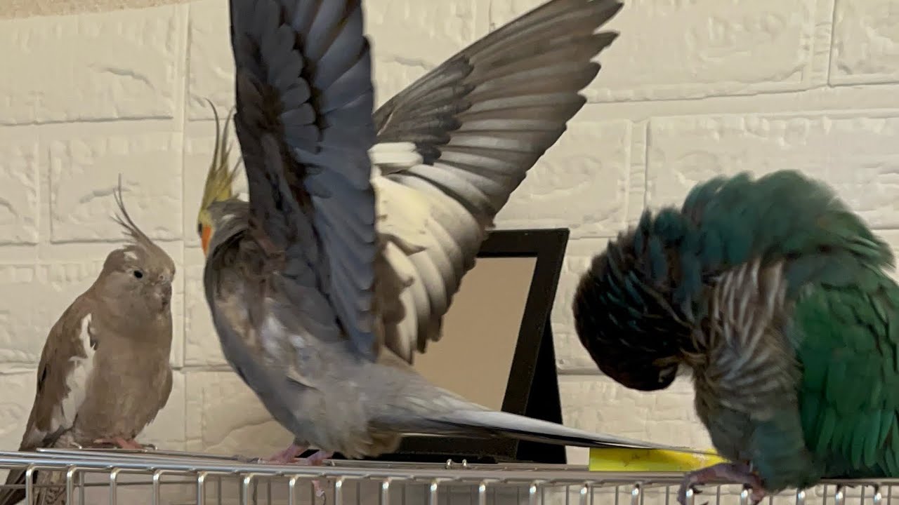 1000 Subscribers Special 🎉“Orikouchan” Talking Birds｜Pell Lily Gaga  