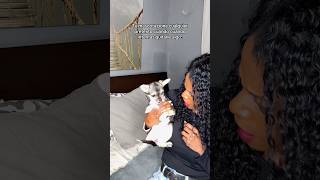 Mi Chihuahua es una dramática 😮‍💨 #shrots #chihuahua