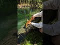 Raw clip marron del Spring Creek del Rivadavia.
