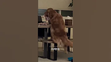 My Bilingual Dog Gets Into Trouble Dogreactions Dogshorts Puppy Goldenretriever Smartdogs 