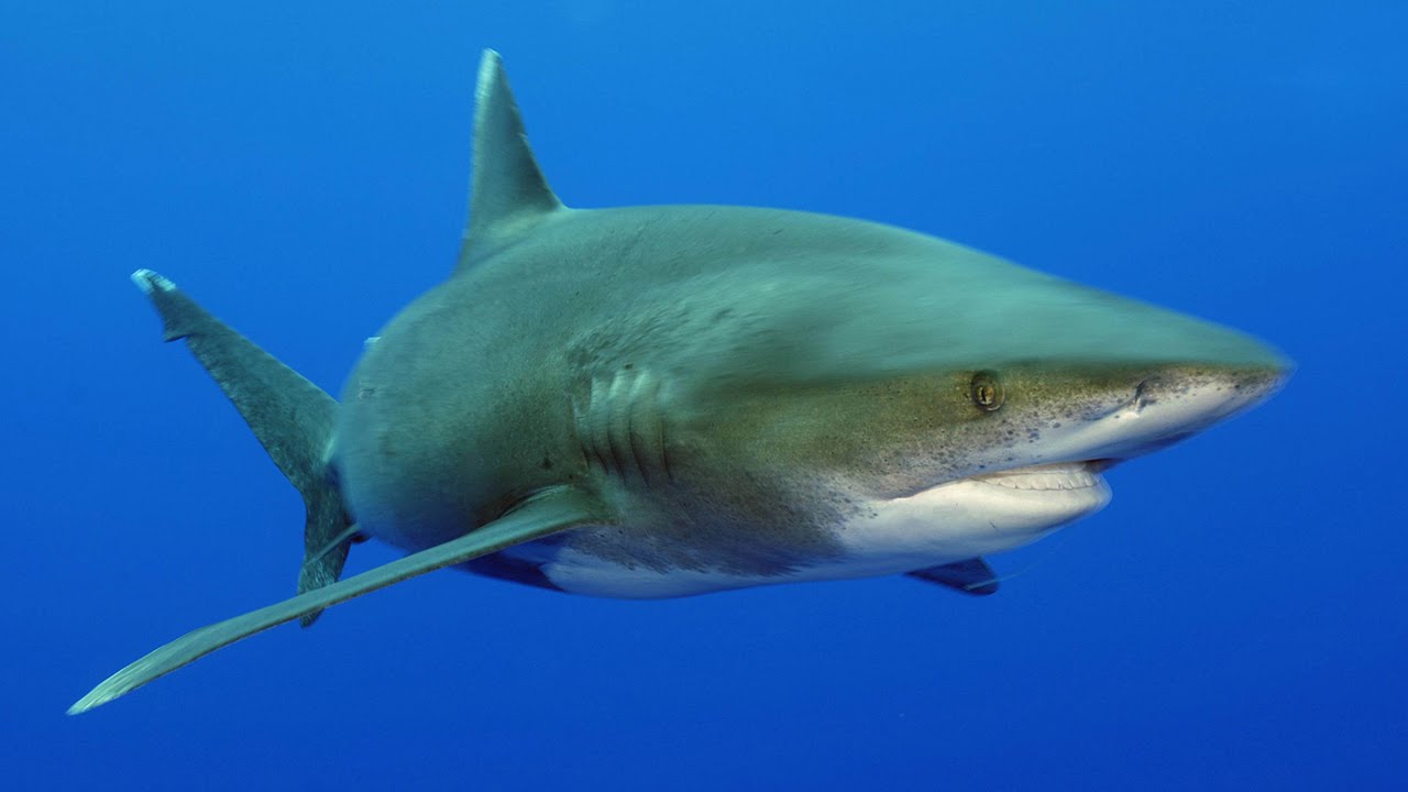 Requins, les nettoyeurs du lagon - Documentaire animalier