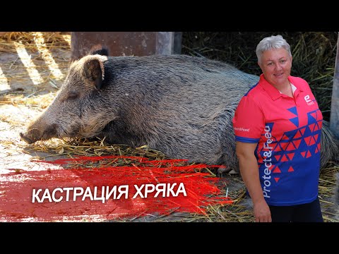 Кастрация хряка. Как правильно кастрировать взрослого хряка? Советы ветеринарного врача.