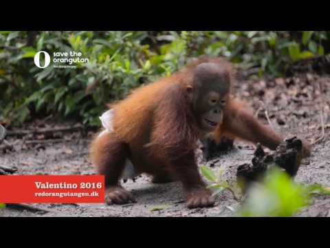 Video: Orangutangen, Som Mestrer IPad Best Av Alt, Ble Funnet å Ha En Kreftsvulst - Alternativ Visning