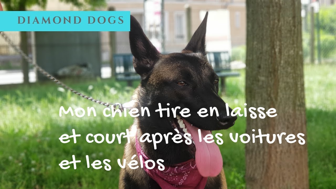 MON CHIEN TIRE EN LAISSE ET COURT APRES LES VOITURES ET LES VELOS [Naya,  Ep.3] 