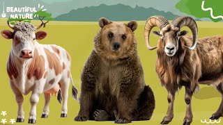 Wild Animal Sounds In Peaceful: Cow, Bear, Goat, Donkey, Pig, Turtle | Lovely Animal Moments by Beautiful Nature 248 views 3 weeks ago 10 minutes, 45 seconds
