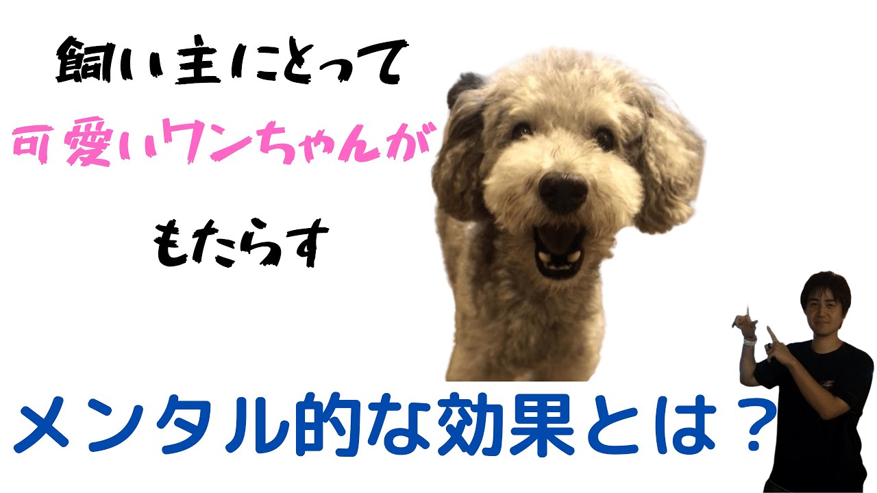 可愛い犬の癒し効果は飼い主の人間にどんな効果をもたらすのか 動物がかわいいyoutube動画はここだ