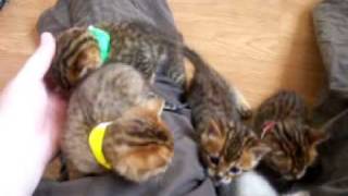 4 week old kittens (Beautiful bengals!) by carameldreams 28,611 views 15 years ago 5 minutes, 36 seconds