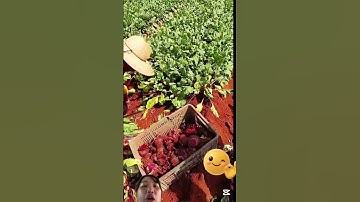 Cảnh người dân Trung Quốc thu hoạch Củ dền đỏ và bắp cải