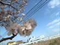 飛鳥川土手・タンポポ・桜.wmv