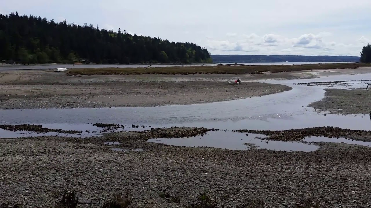 clamming and oyster area in Hood Canal,WA. YouTube