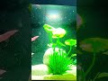 beautiful fighter fish tank setup #exoticaquariumfish #fishbowl #trending  #pets #aquariumlovers