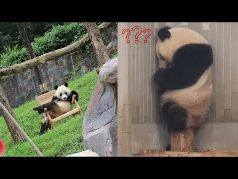 Kumpulan vidio panda lucu yang bikin ada ingin nyomot satu 🐼 New funny Panda 2021