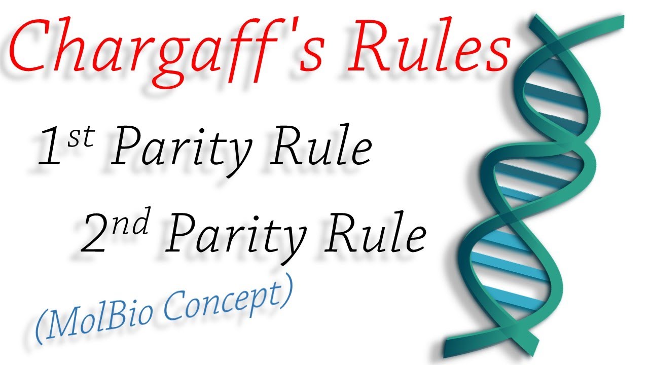 Concept|Chargaff's Rule