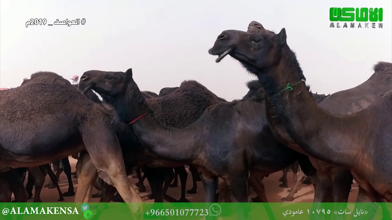 مسيرة منقية حمد بن لبدان بن عوضه المري