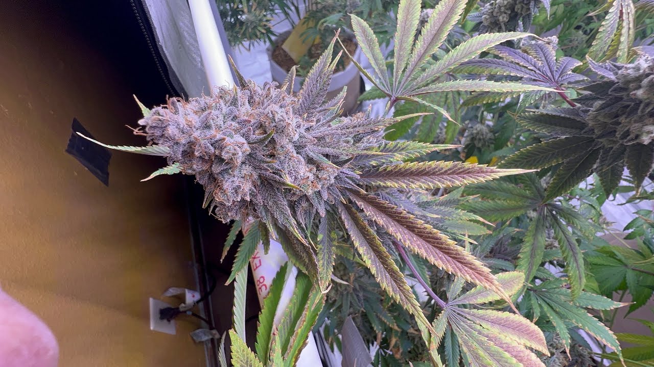 Optics LED - Runtz, Planet of the Grapes(Ethos), Super Lemon Haze, and My Own Strain Grow Part 8