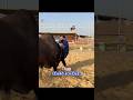 Dangerous Bull 🐂 Attack Mustafa Hanif 🫣 #mustafahanif #dangerousbull #attack #mandi2026 #shorts