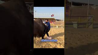 Dangerous Bull 🐂 Attack Mustafa Hanif 🫣 #mustafahanif  #dangerousbull #attack #mandi2026 #shorts
