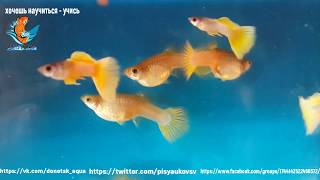 АКВАРИУМНАЯ РЫБКА ГУППИ, Pingu Guppy, Poecilia reticulata