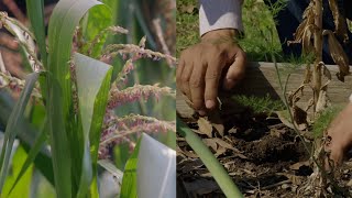 The Institute for Agroecology at UVM