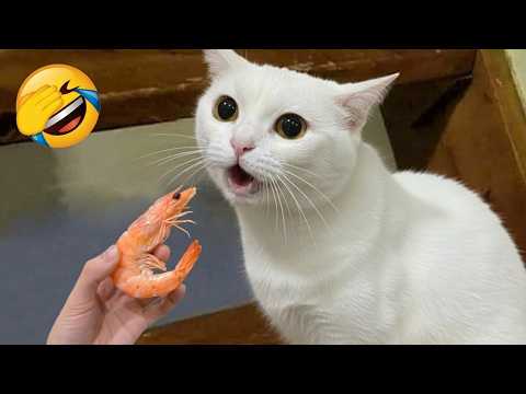 Hilarious cats and dogs will make your day so much better 😆