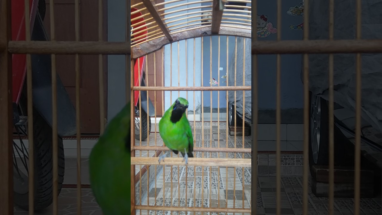 Cucak Ijo Mini Jomin Gacor Youtube