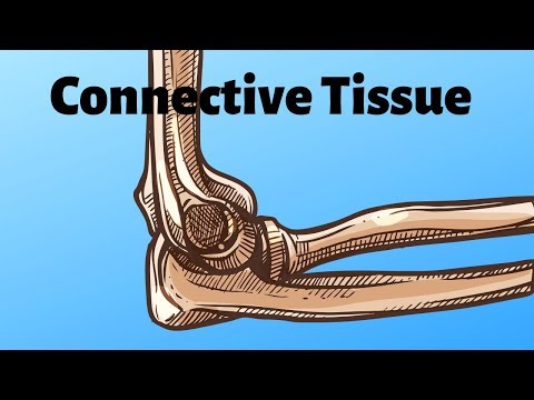 The most abundant tissue in the body |Connective Tissue|