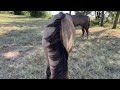 Morning Check In On Horses - Talking About Feeding &amp; Alfalfa Hay