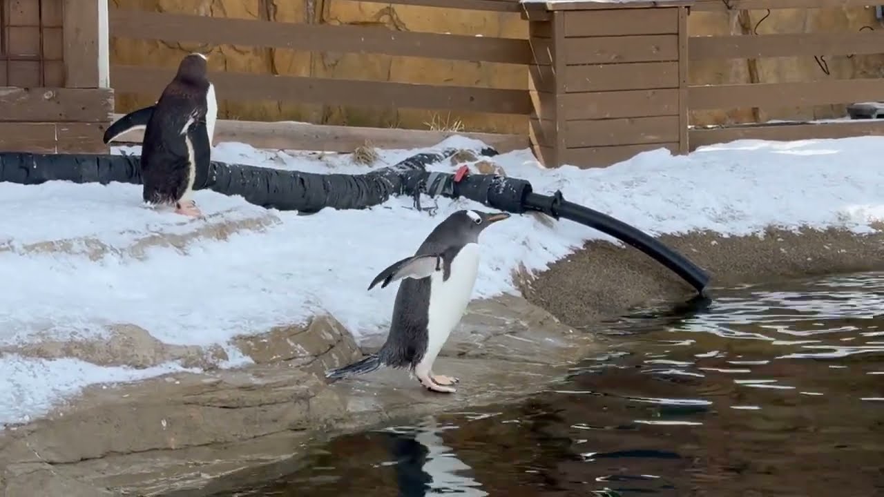 Gentoo penguins running 💨 Gentoo Run! At Nasu Animal Kingdom