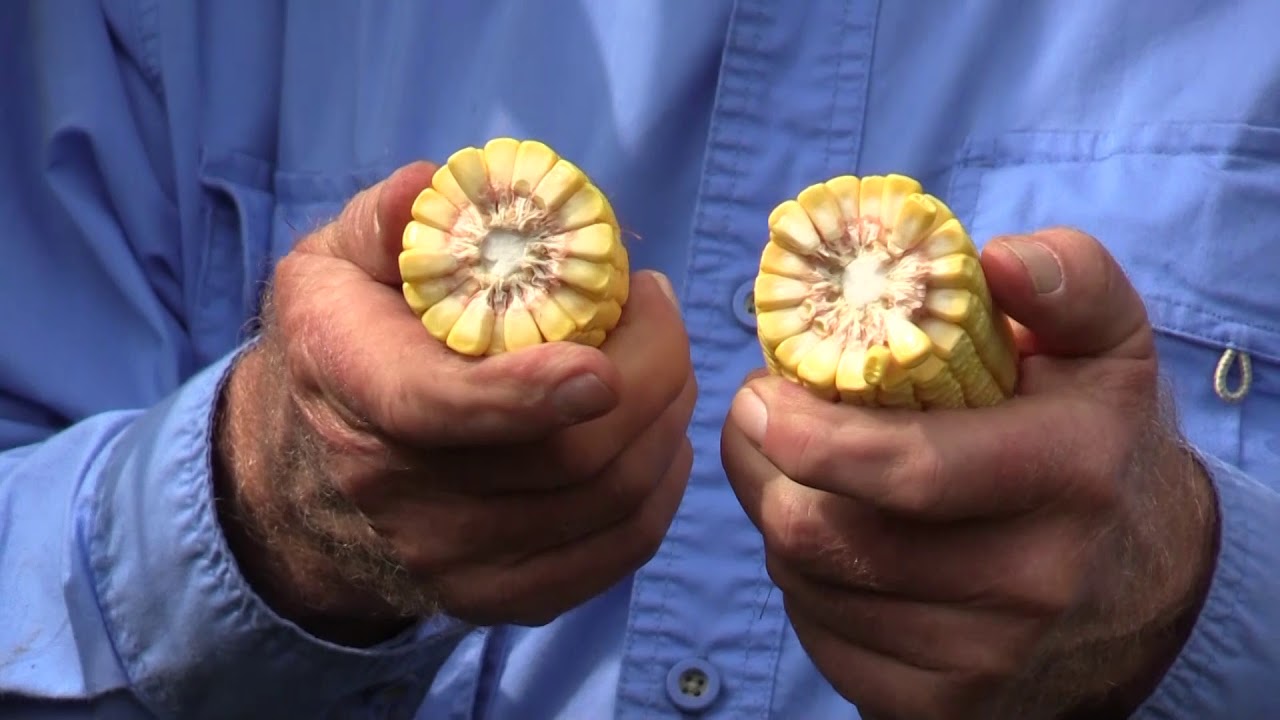 Silage Corn vs Grain Corn YouTube