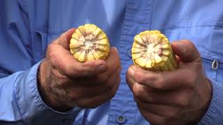 Silage Corn vs Grain Corn